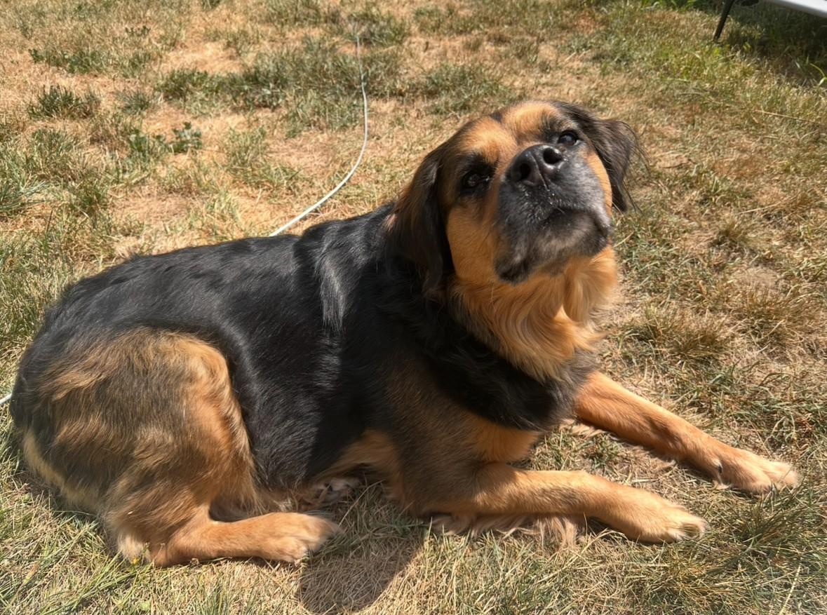 DOSHA — thumbnail 2