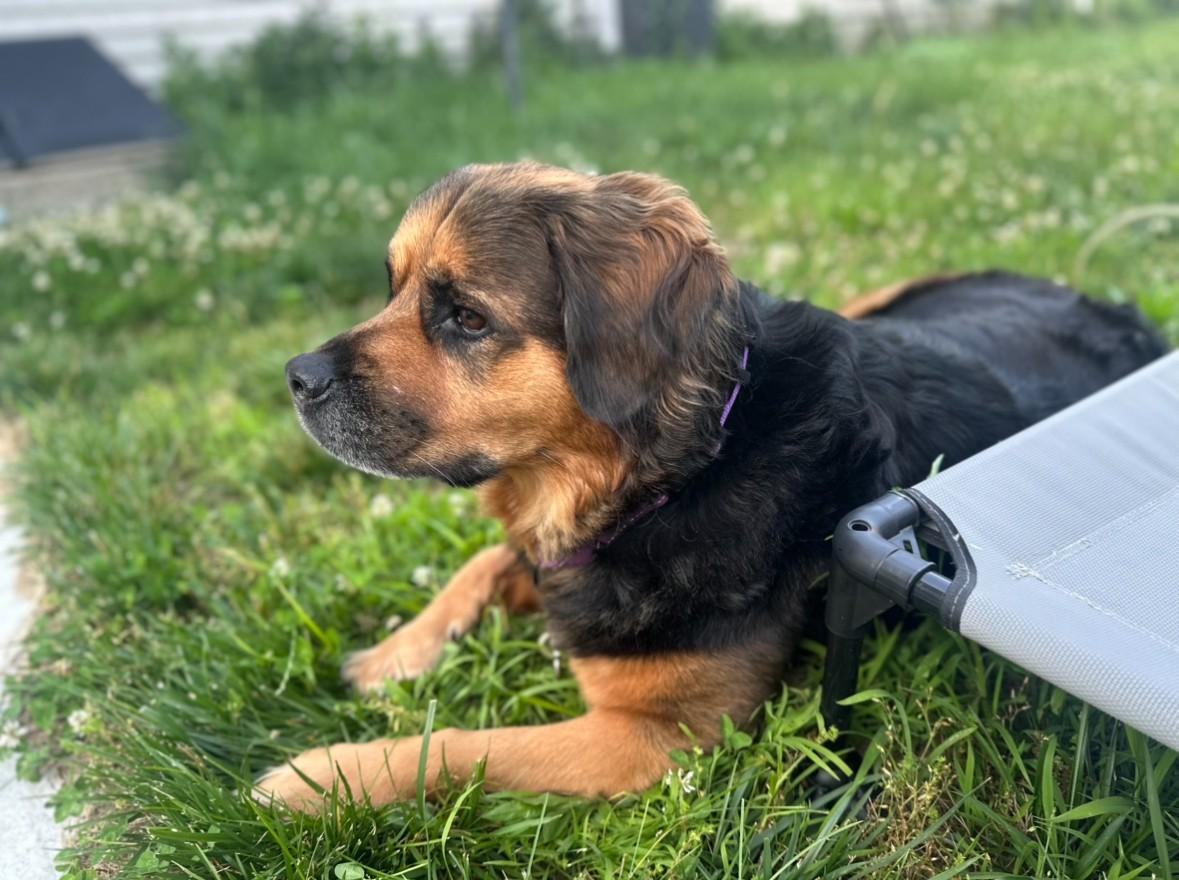 DOSHA — thumbnail 3