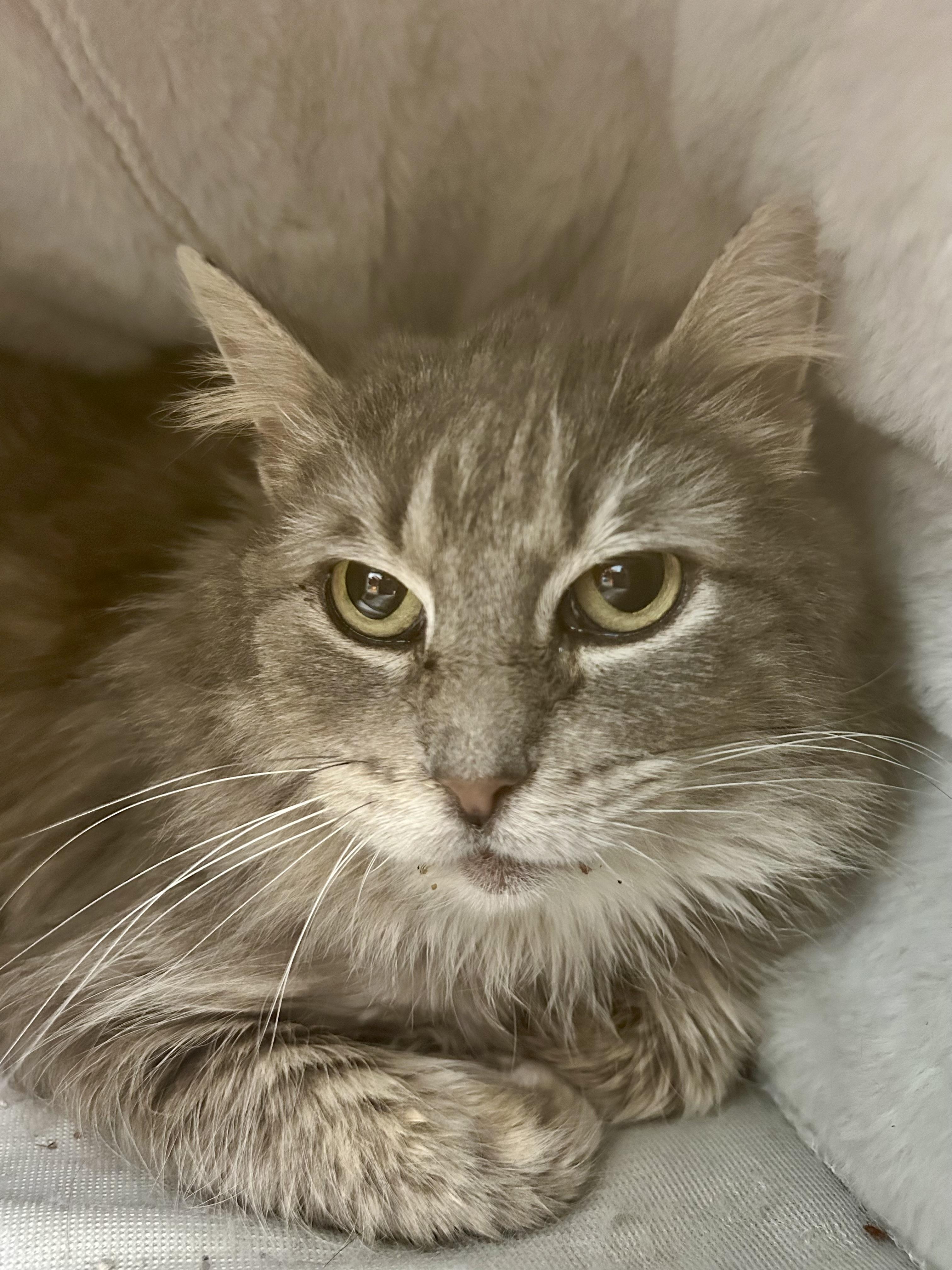 Enlarge Silver - ADOPTION PENDING!, an adopted Domestic Medium Hair in Grand Rapids, MI image 4/5