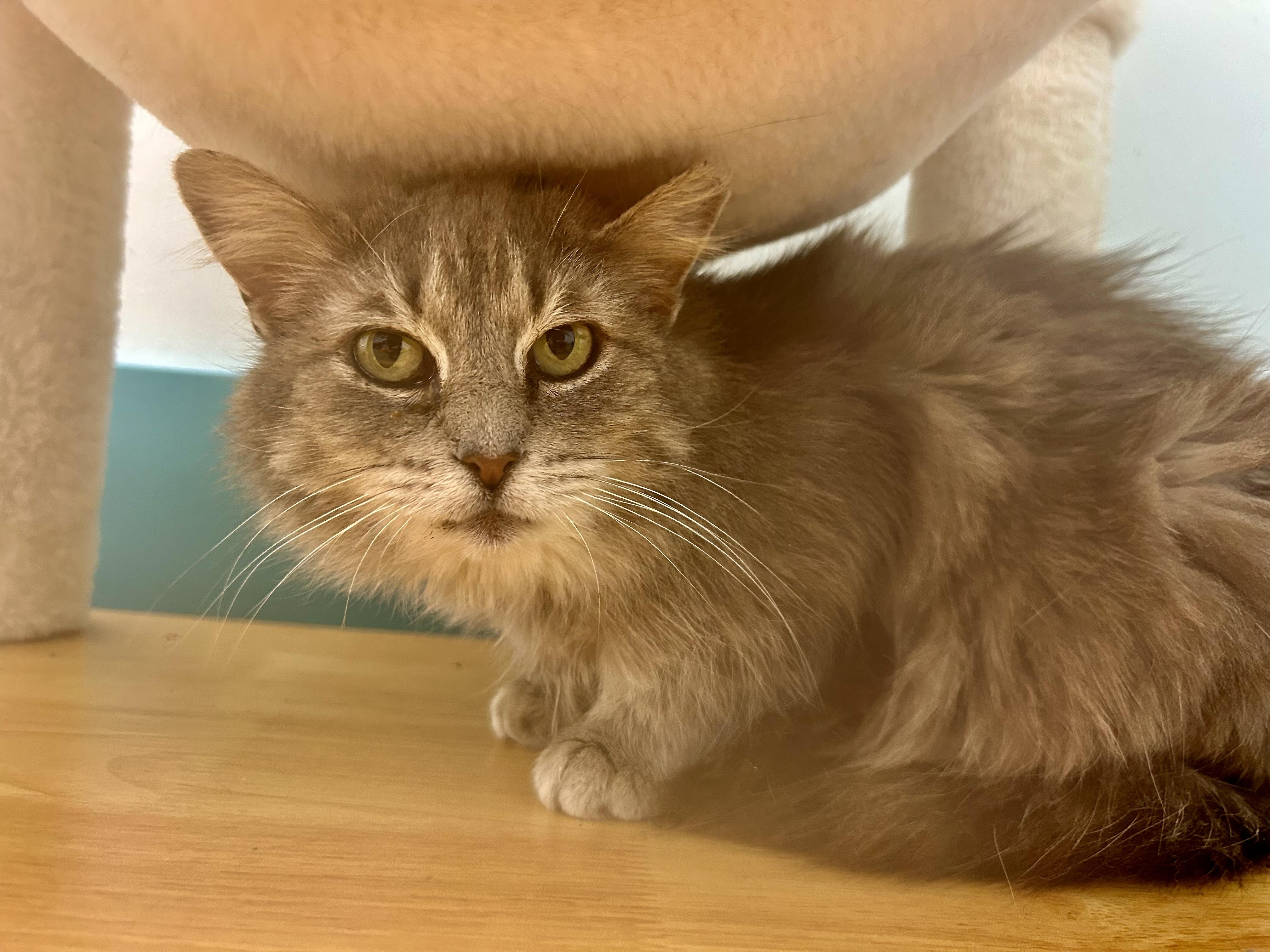 Enlarge Silver - ADOPTION PENDING!, an adopted Domestic Medium Hair in Grand Rapids, MI image 3/5