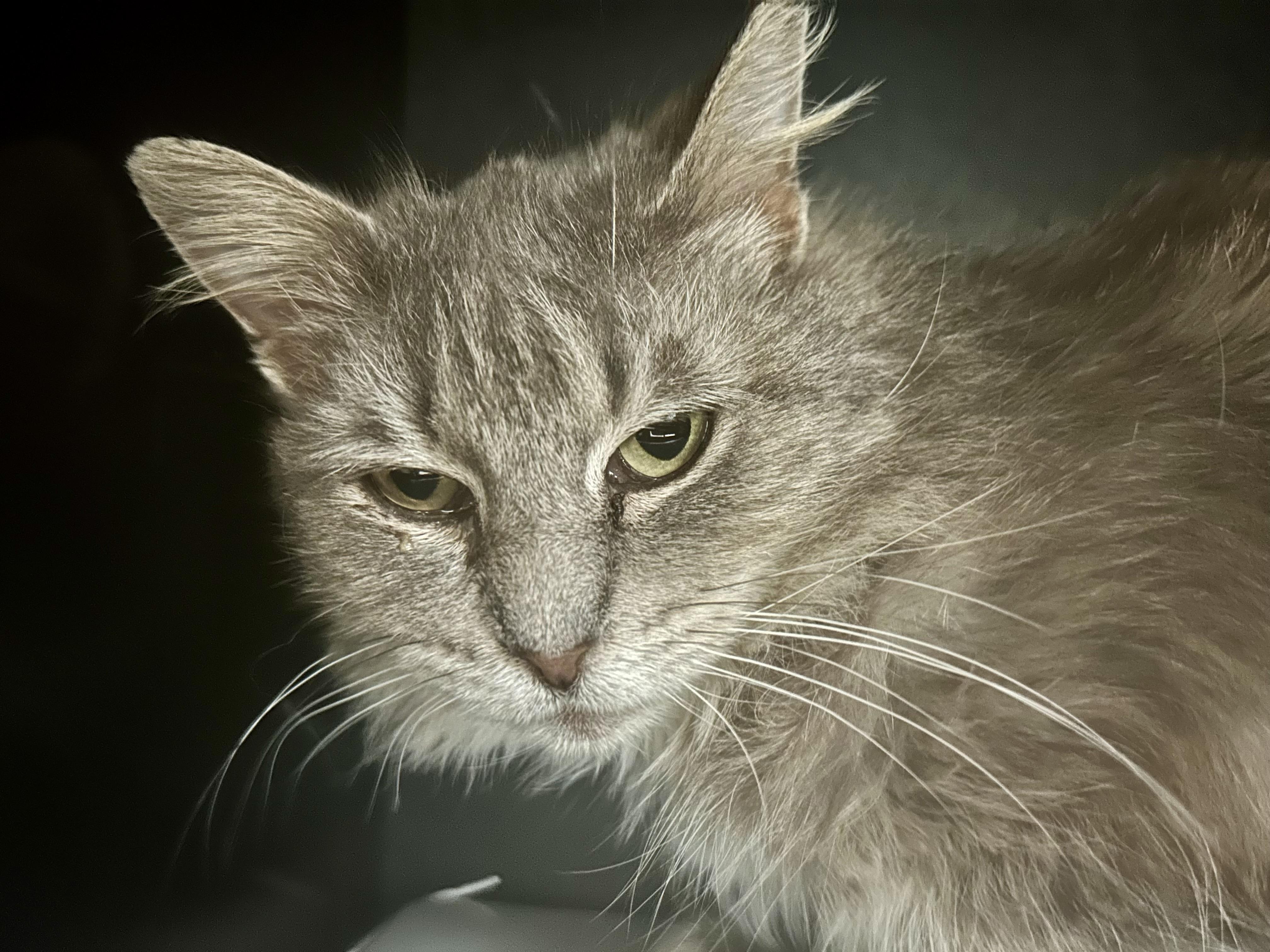 Enlarge Silver - ADOPTION PENDING!, an adopted Domestic Medium Hair in Grand Rapids, MI image 2/5