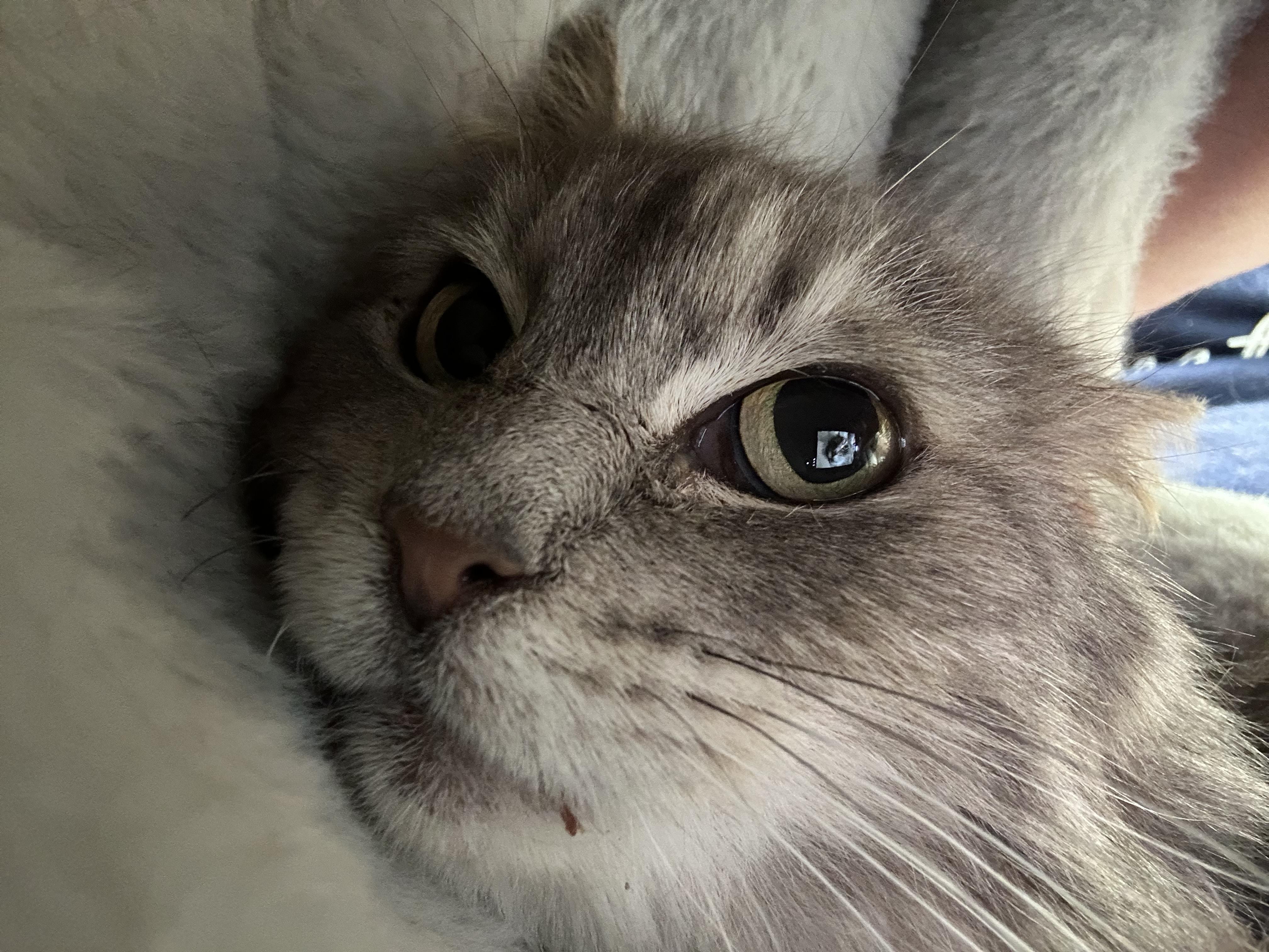 Enlarge Silver - ADOPTION PENDING!, an adopted Domestic Medium Hair in Grand Rapids, MI image 5/5
