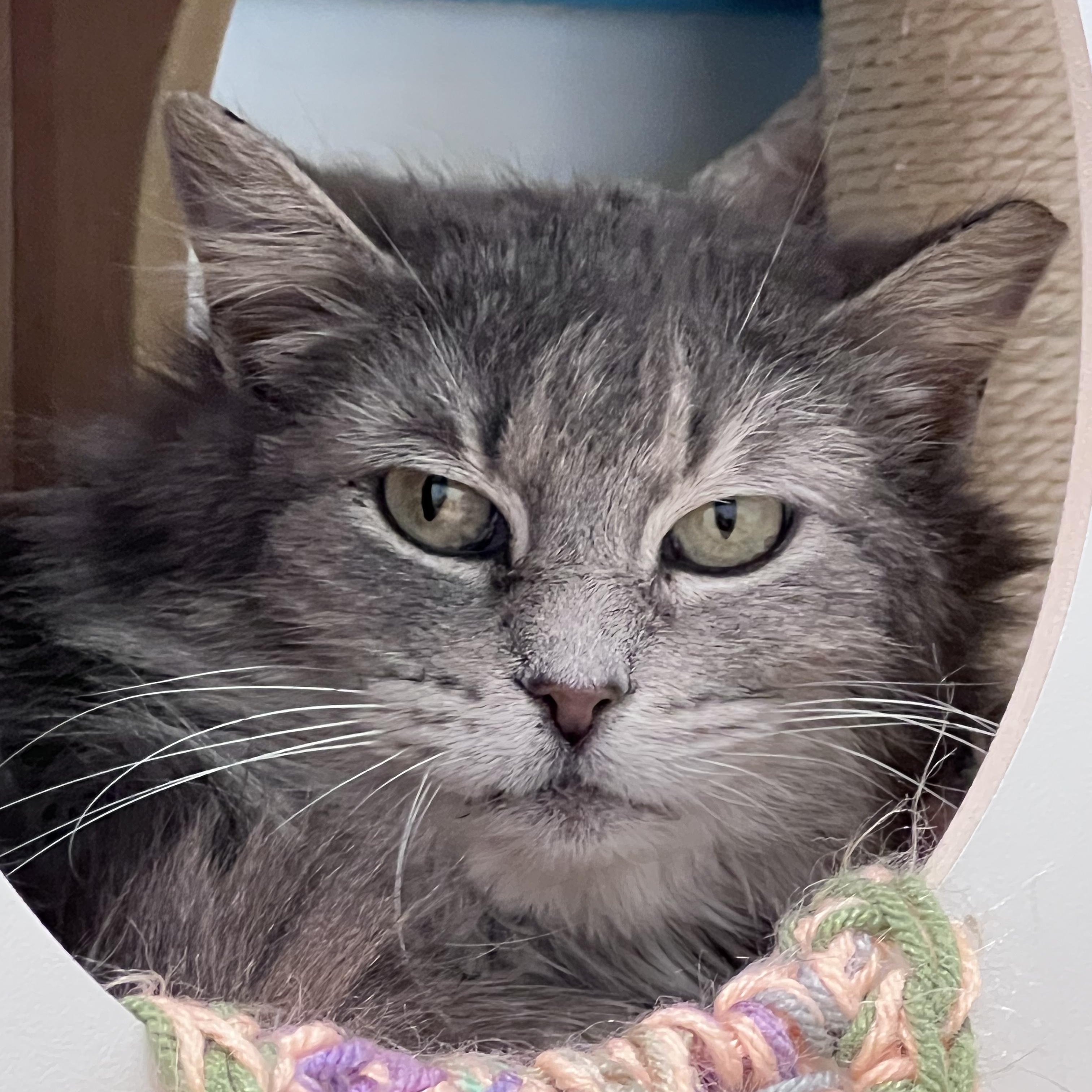 Enlarge Silver - ADOPTION PENDING!, an adopted Domestic Medium Hair in Grand Rapids, MI image 1/5