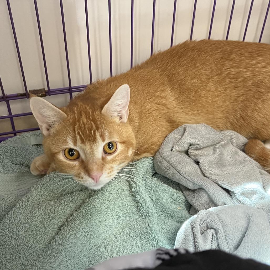 Enlarge Banjo, a Adoptable Domestic Short Hair in Bedford, NH image 1/1
