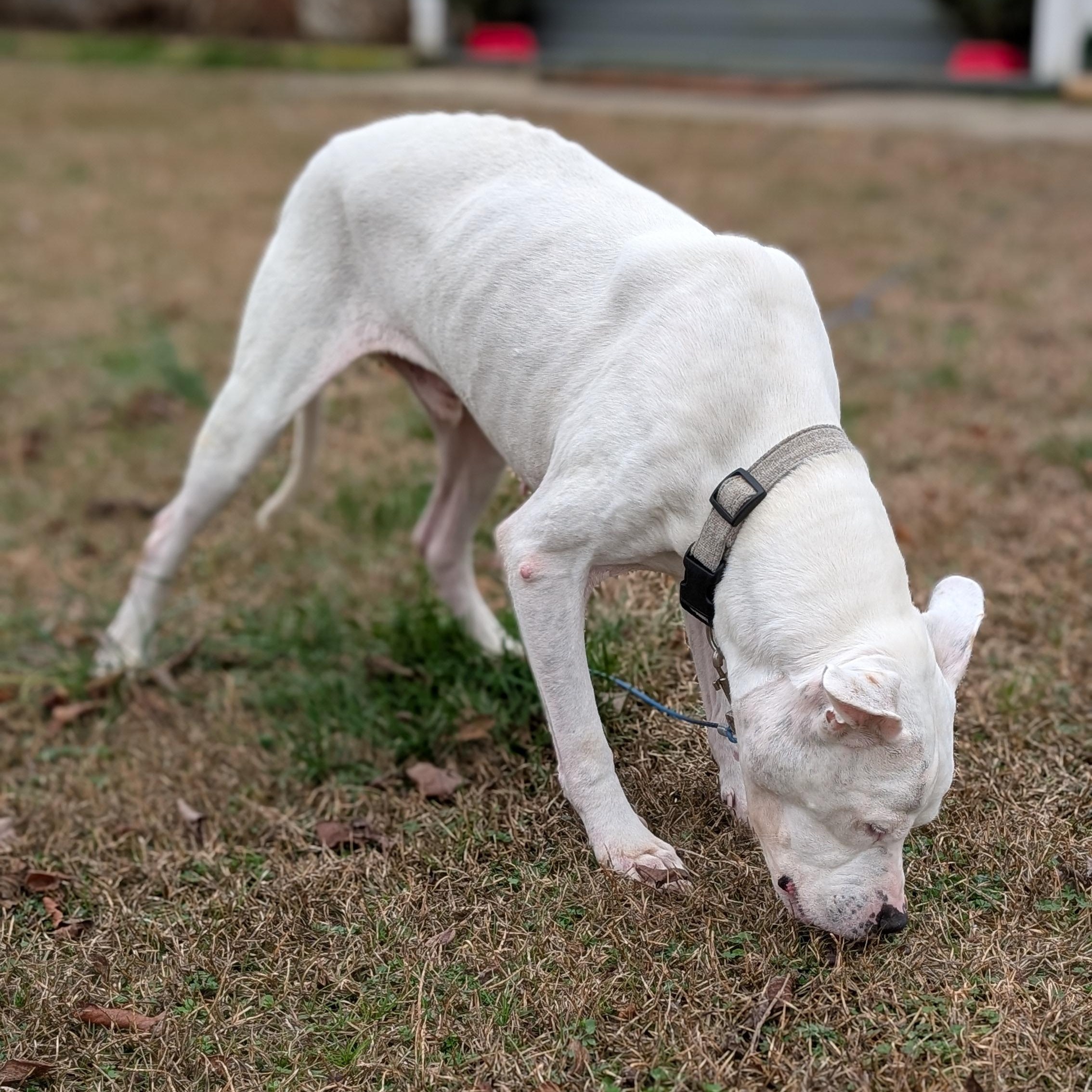 Enlarge Yeti, a ADOPTABLE mixed breed in Joppa, AL image 3/5