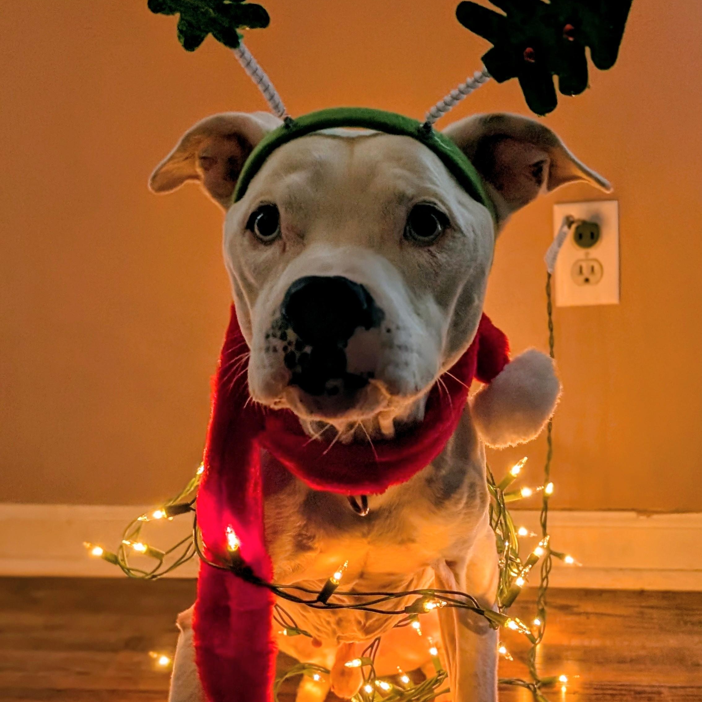 Enlarge Yeti, a ADOPTABLE mixed breed in Joppa, AL image 4/5