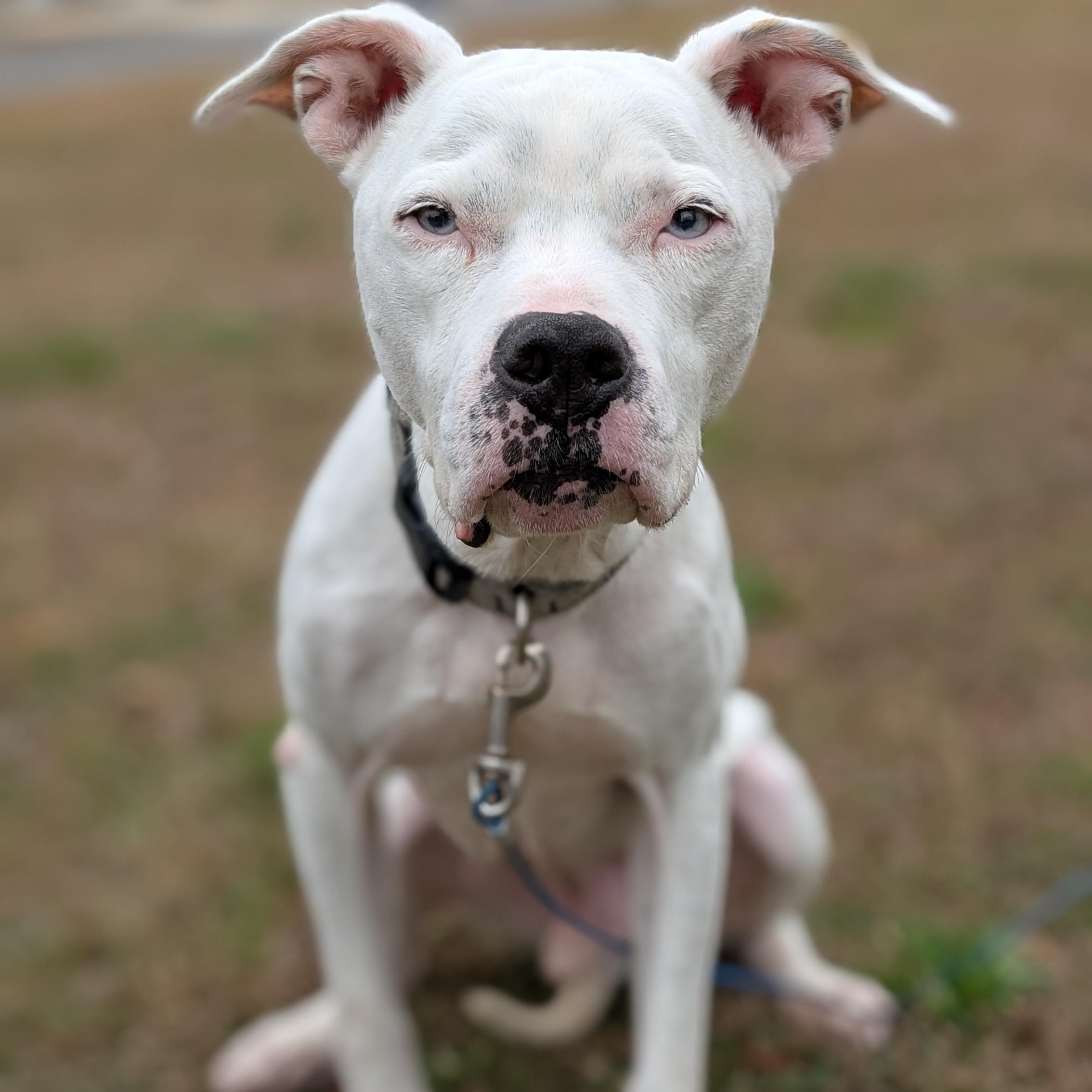 Yeti, ADOPTABLE, Adult Male Pit Bull Terrier.