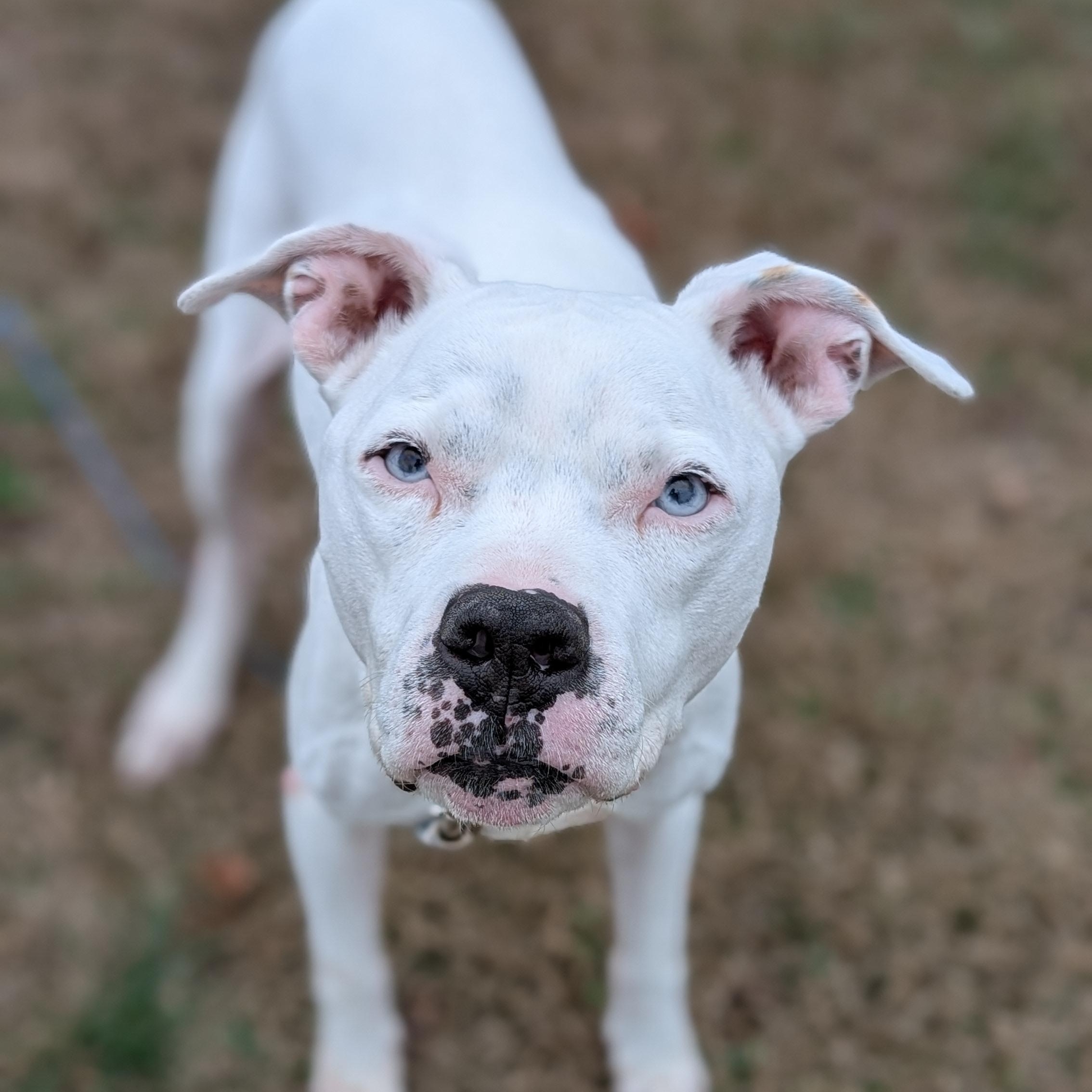 Enlarge Yeti, a ADOPTABLE mixed breed in Joppa, AL image 5/5