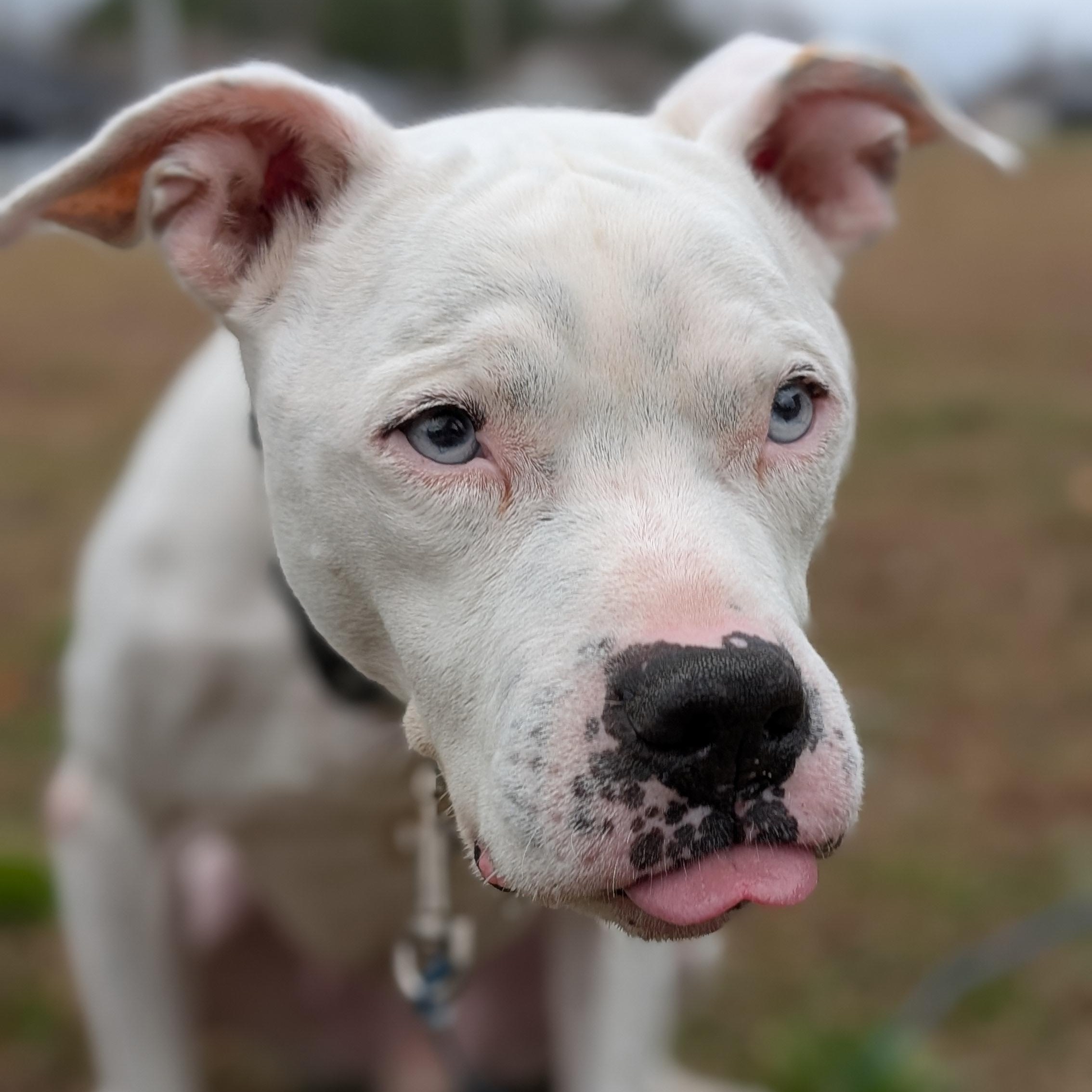 Enlarge Yeti, a ADOPTABLE mixed breed in Joppa, AL image 2/5