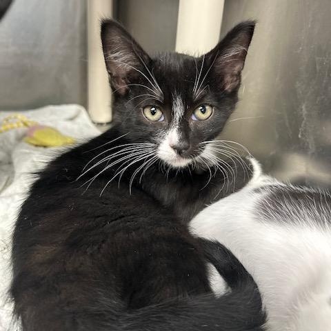 Maple Syrup, a Adoptable mixed breed in Bloomingdale, NJ image 2/4