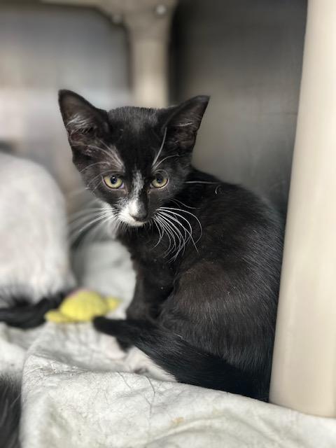 Maple Syrup, a Adoptable mixed breed in Bloomingdale, NJ image 3/4