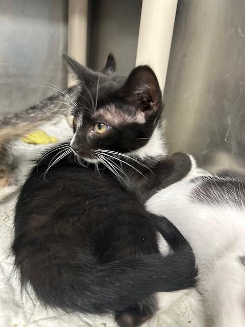 Maple Syrup, a Adoptable mixed breed in Bloomingdale, NJ image 4/4