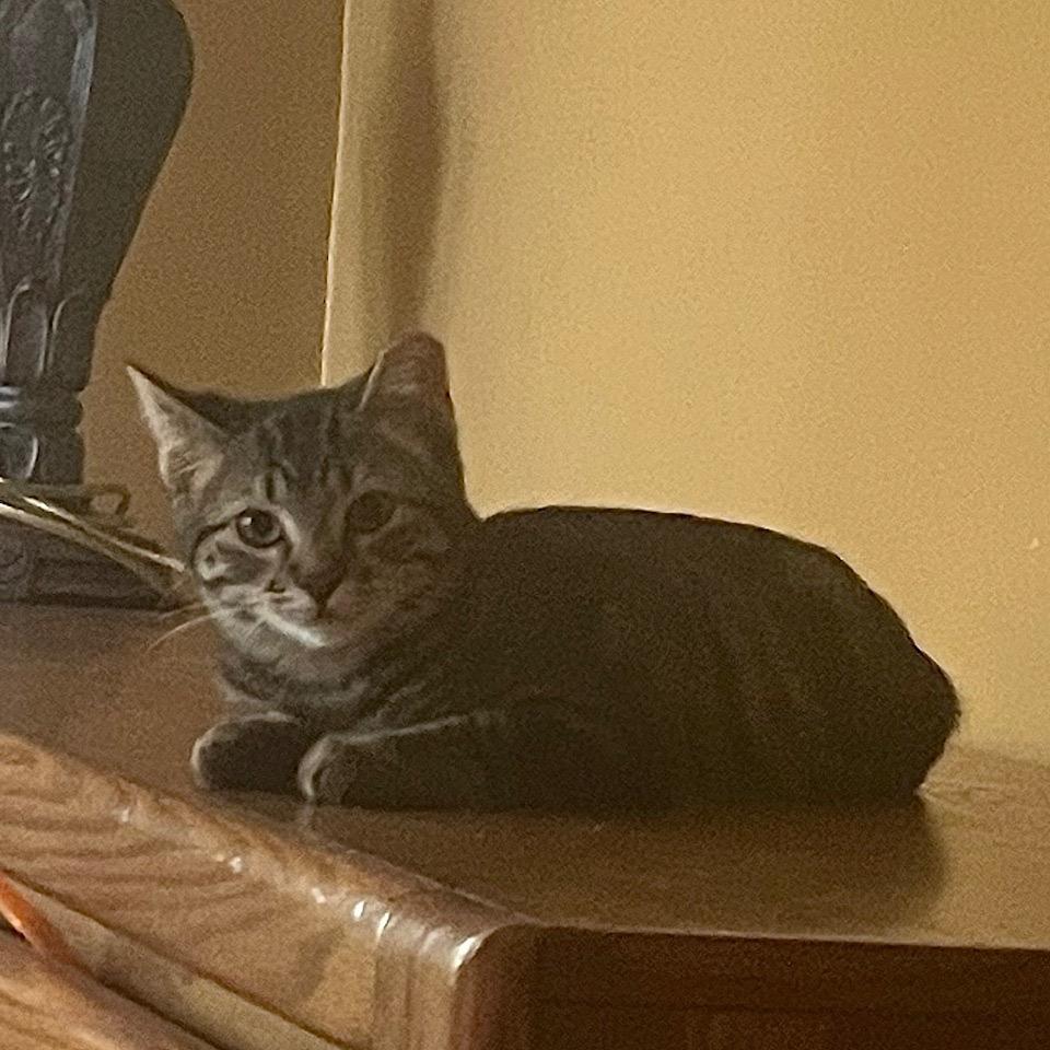 Enlarge Serena, a Adoptable Domestic Short Hair in Inver Grove Heights, MN image 1/4