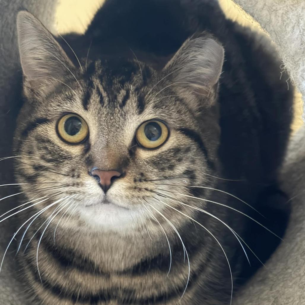 Enlarge Serena, a Adoptable Domestic Short Hair in Inver Grove Heights, MN image 1/3