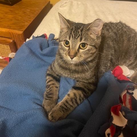 Enlarge Serena, a Adoptable Domestic Short Hair in Inver Grove Heights, MN image 3/4