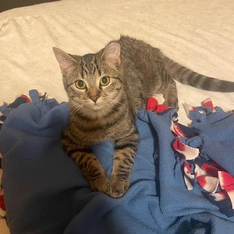 Enlarge Serena, a Adoptable Domestic Short Hair in Inver Grove Heights, MN image 4/4