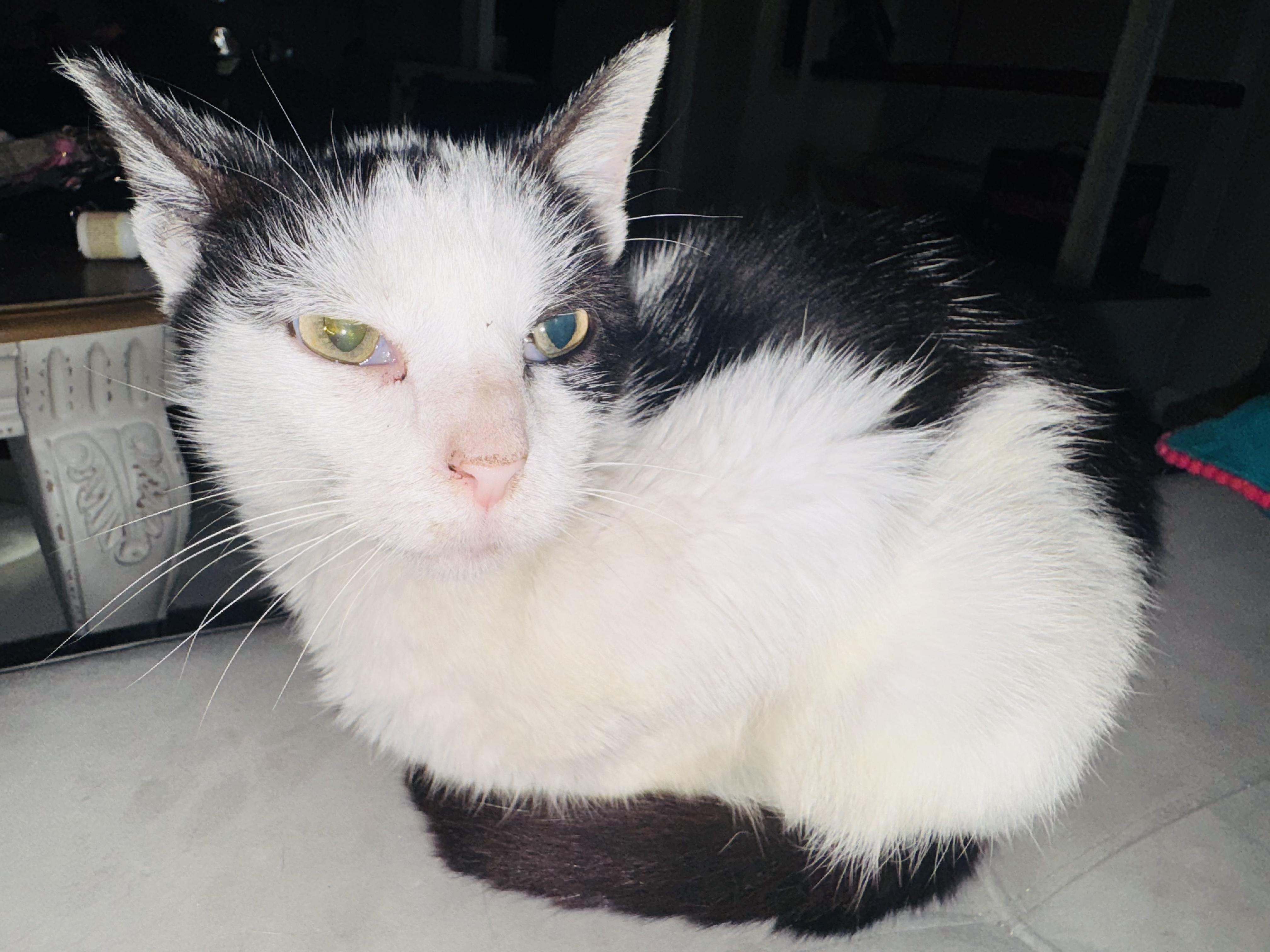 Enlarge Smores, a Adoptable Domestic Short Hair image 1/1