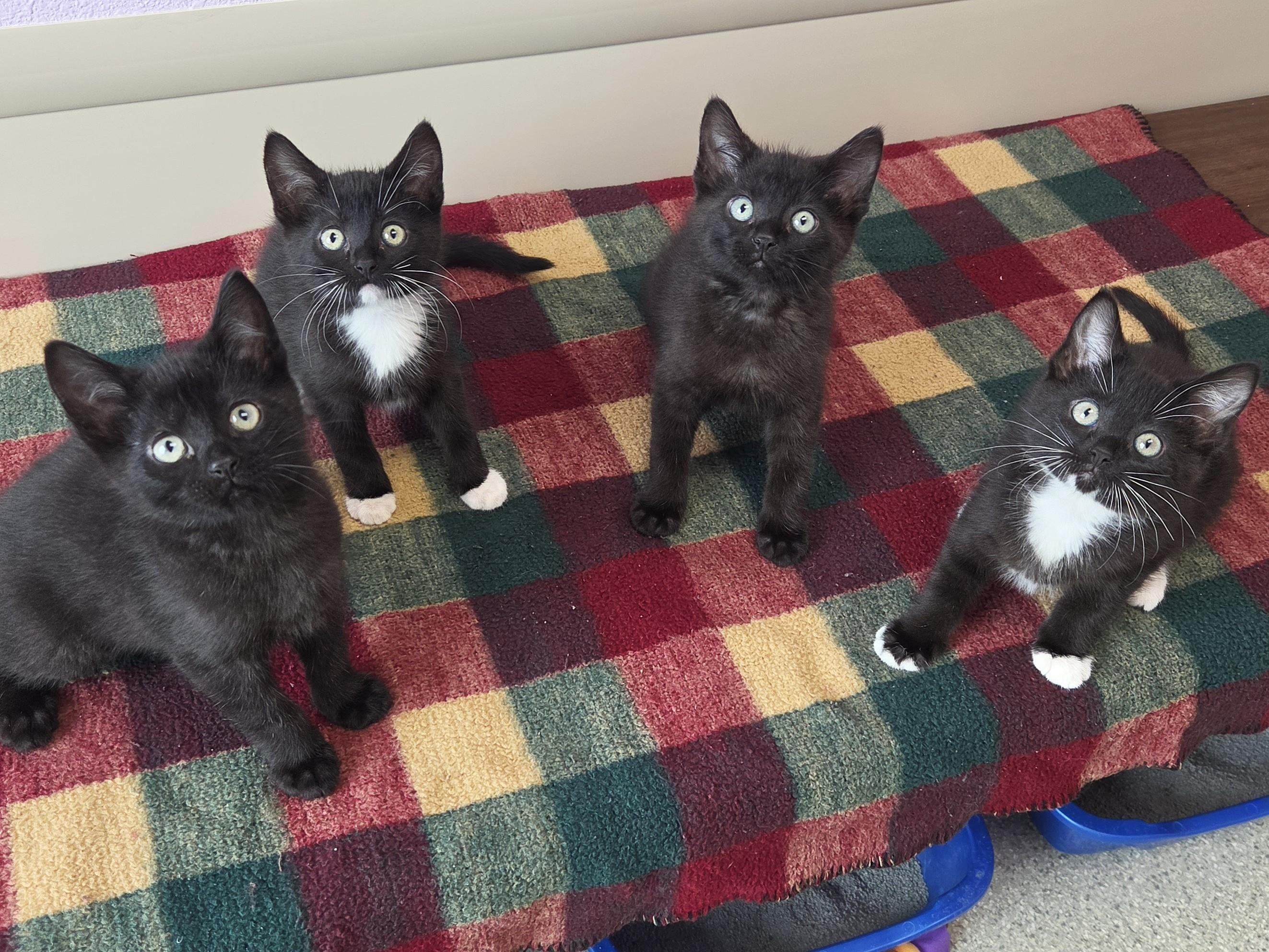 Enlarge Nairobi, a ADOPTABLE Tuxedo in Marshfield, WI image 4/5