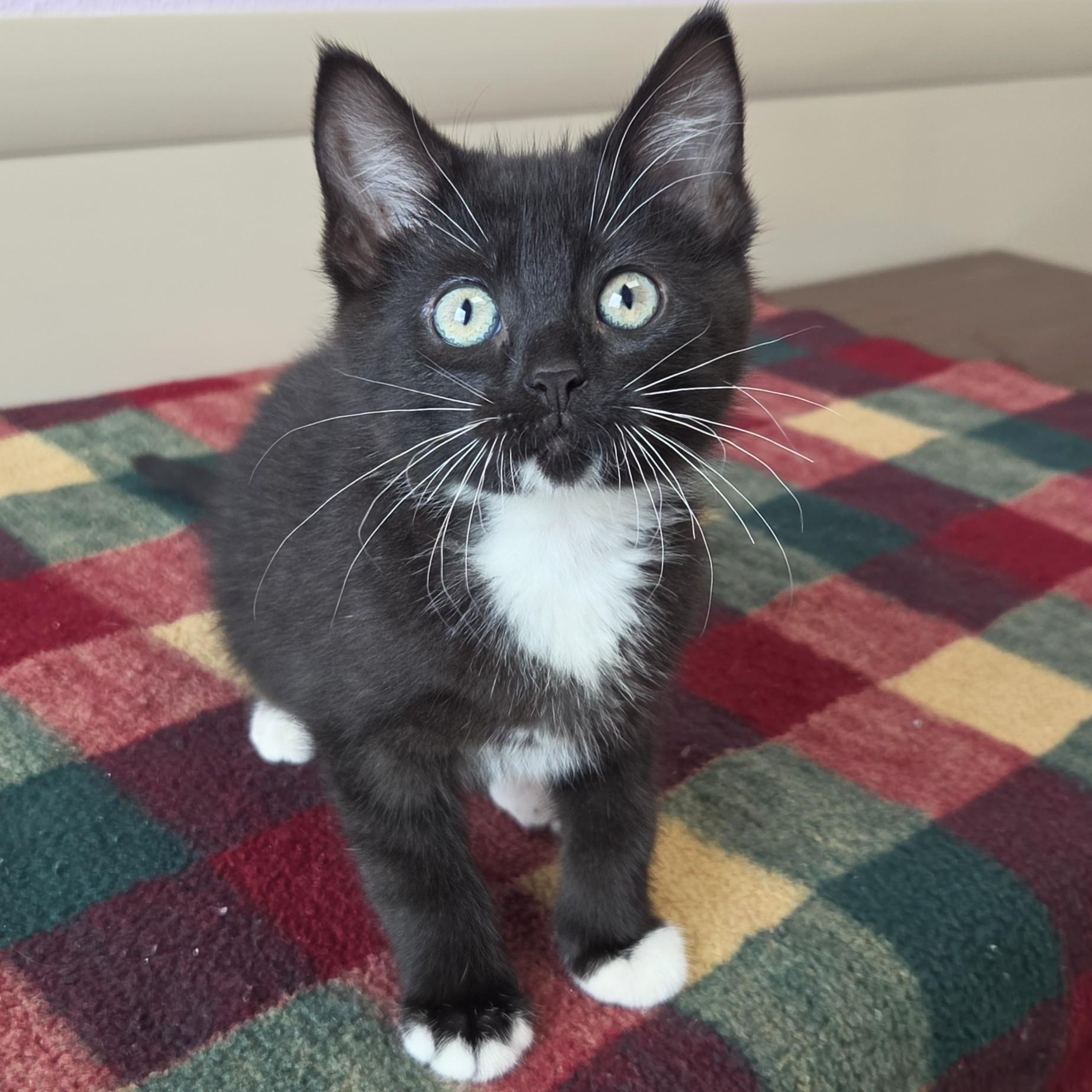 Enlarge Nairobi, a ADOPTABLE Tuxedo in Marshfield, WI image 3/5