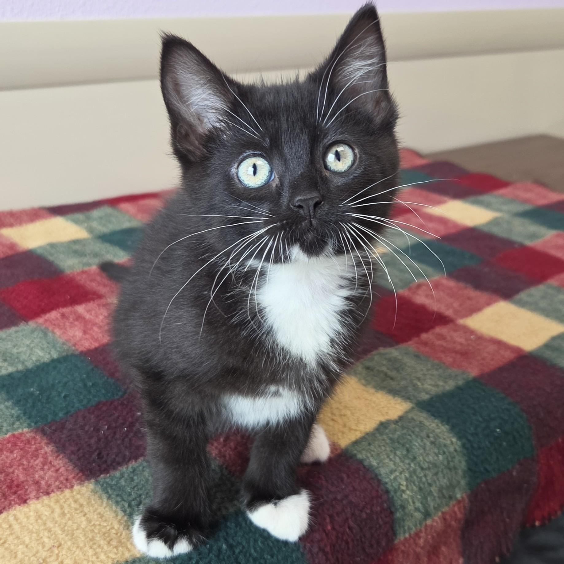 Enlarge Nairobi, a ADOPTABLE Tuxedo in Marshfield, WI image 2/5