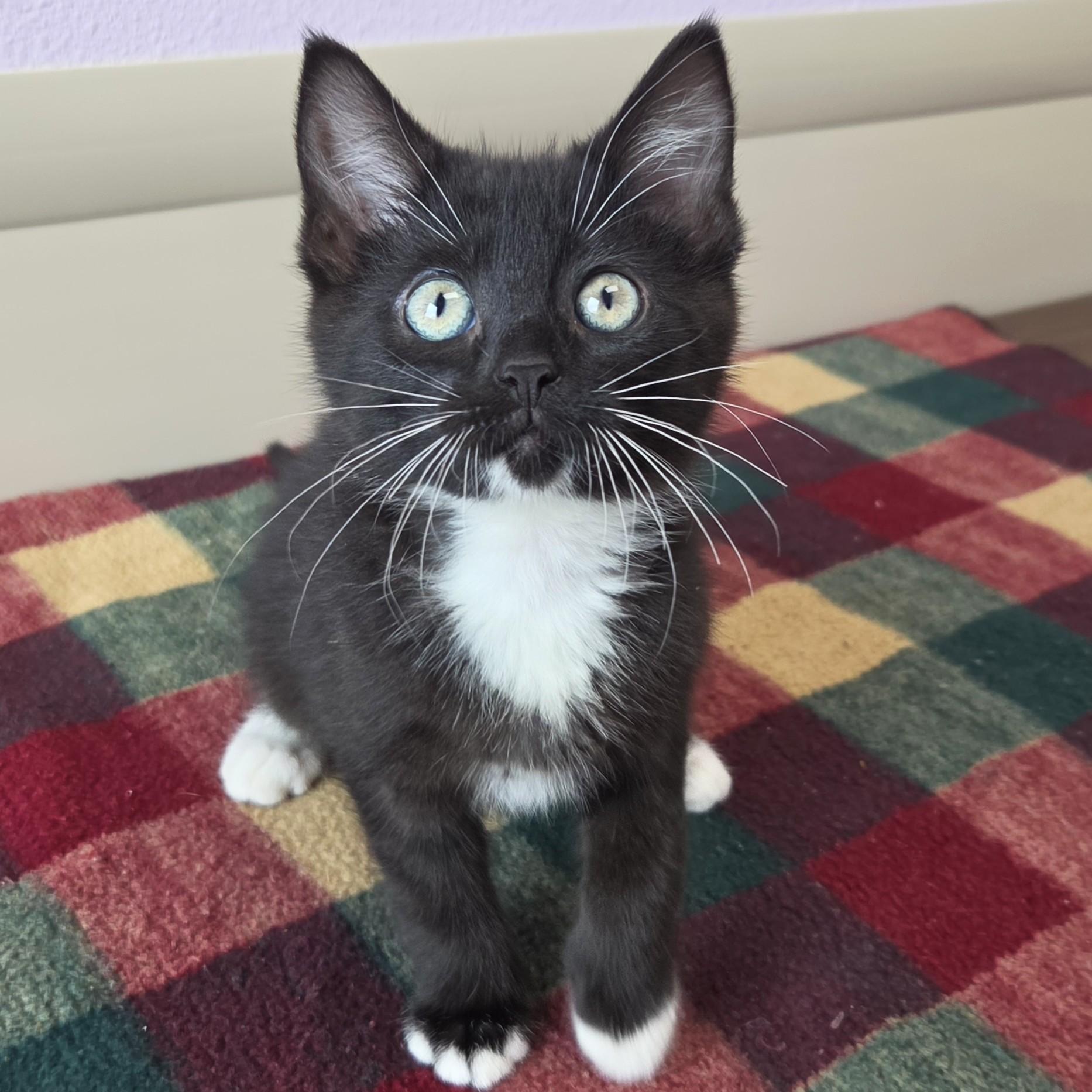 Nairobi, ADOPTABLE, Kitten Female Tuxedo.