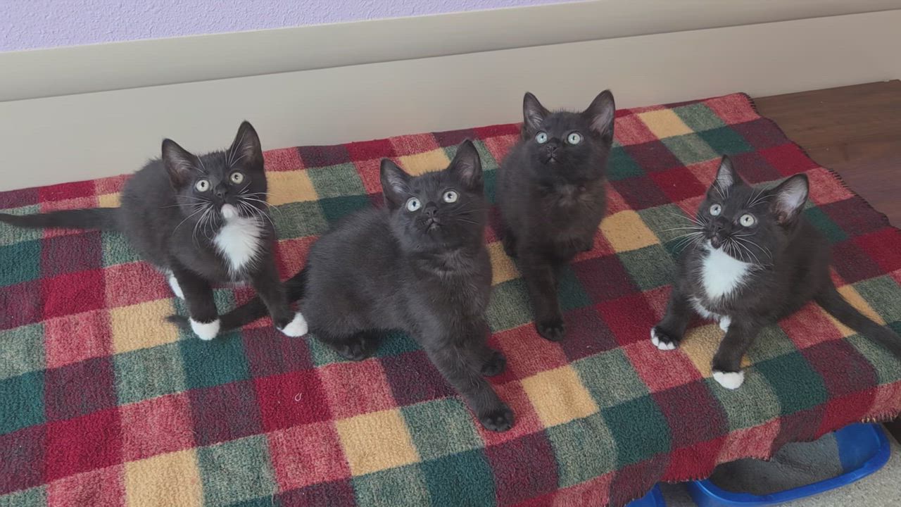 Enlarge Nairobi, a ADOPTABLE Tuxedo in Marshfield, WI video 5/5