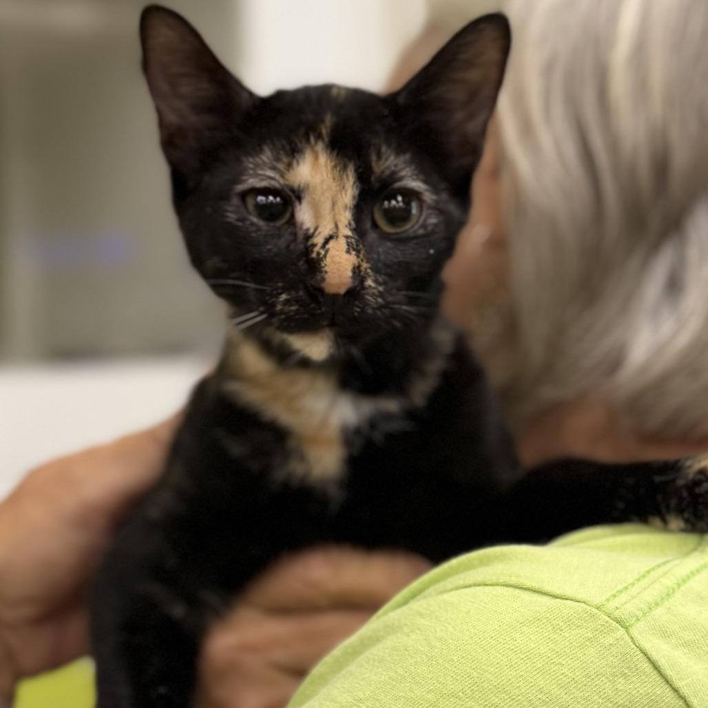 Enlarge Victoria, a Adoptable Domestic Short Hair in Tallahassee, FL image 1/2