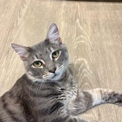 Enlarge Kobe , a ADOPTABLE mixed breed in Waxhaw, NC image 1/6