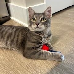 Enlarge Kobe , a ADOPTABLE mixed breed in Waxhaw, NC image 2/6