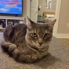 Enlarge Kobe , a ADOPTABLE mixed breed in Waxhaw, NC image 6/6