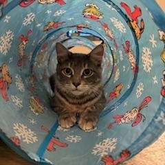 Enlarge Kobe , a ADOPTABLE mixed breed in Waxhaw, NC image 4/6