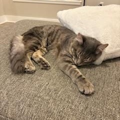 Enlarge Kobe , a ADOPTABLE mixed breed in Waxhaw, NC image 5/6