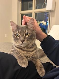 Enlarge Kobe , a ADOPTABLE mixed breed in Waxhaw, NC image 3/6