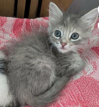 Enlarge Joy, a ADOPTABLE mixed breed in Escondido, CA image 2/4