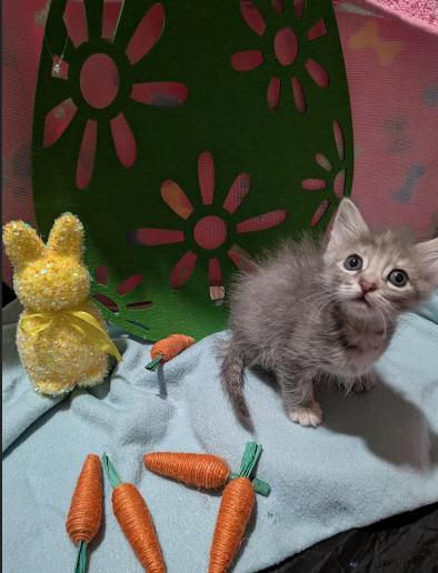 Enlarge Joy, a ADOPTABLE mixed breed in Escondido, CA image 4/4