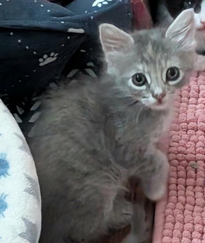 Joy, ADOPTABLE, Kitten Female Domestic Long Hair.