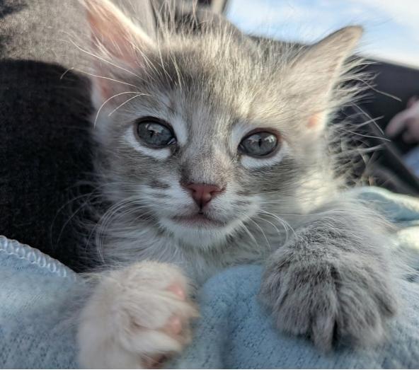 Enlarge Joy, a ADOPTABLE mixed breed in Escondido, CA image 3/4