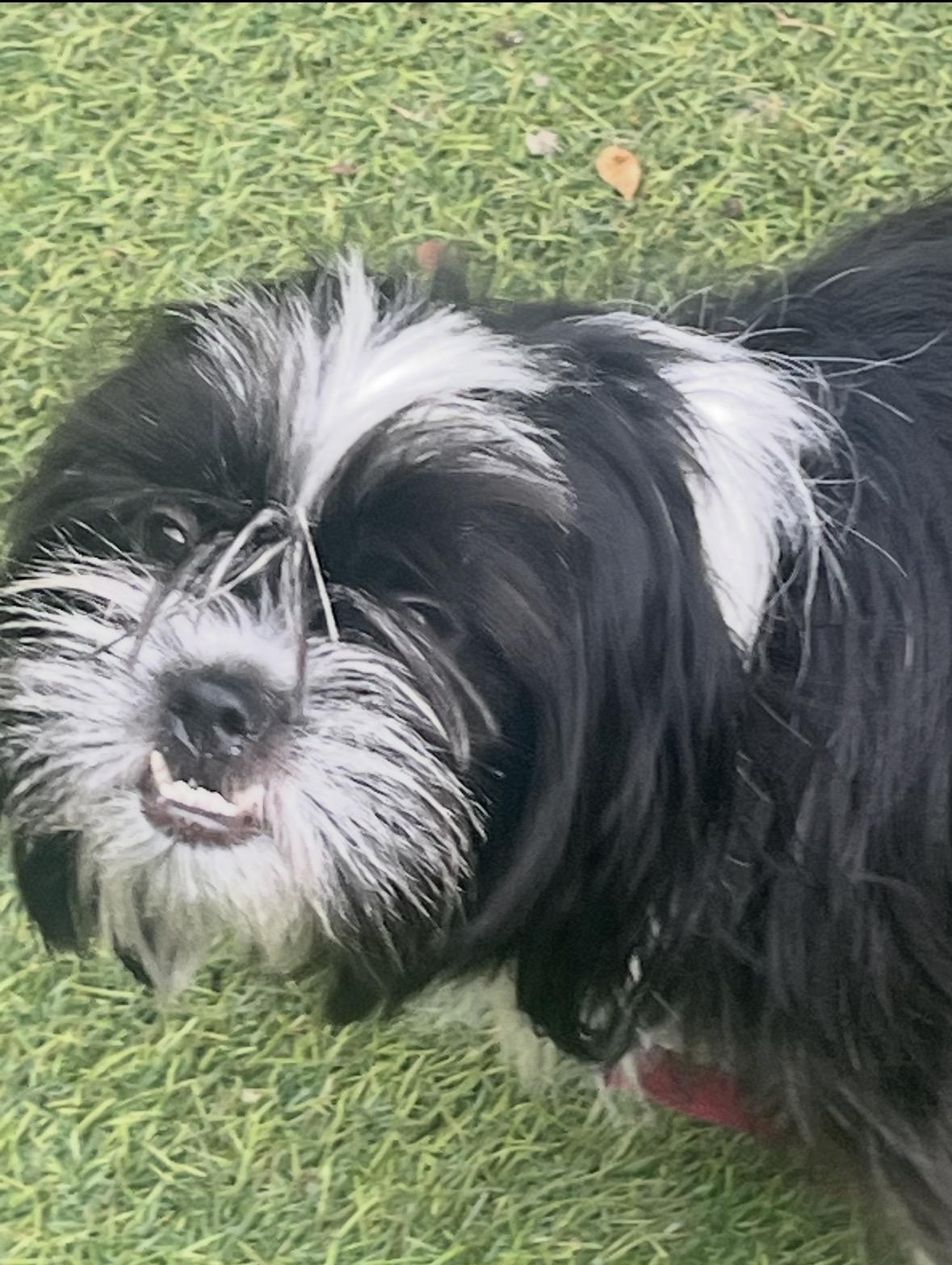 Carlotta , ADOPTABLE, Young Female Shih Tzu.