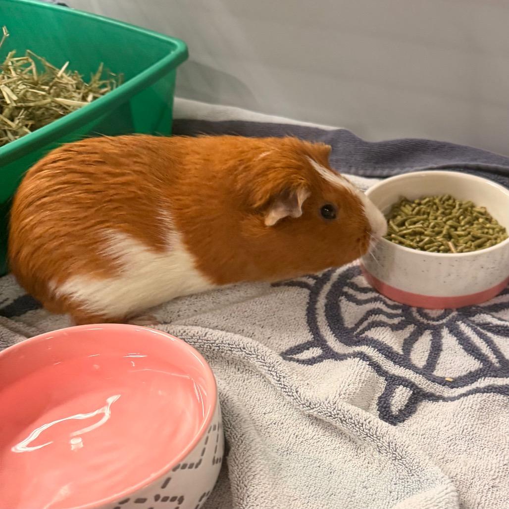 Hollabackatcha 50% off-In Foster, Adoptable, Young Male Guinea Pig.