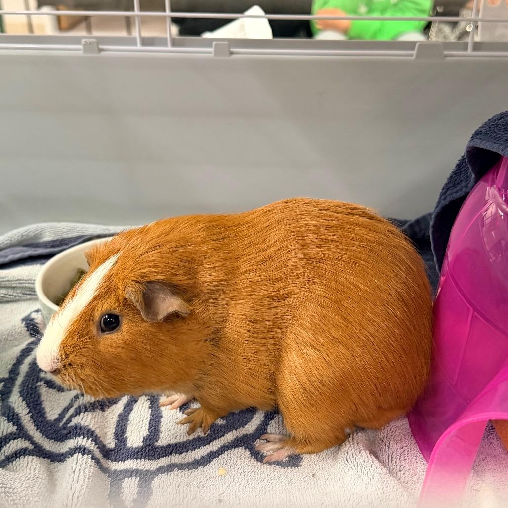 Hollabackatcha 50% off-In Foster, a Adoptable Guinea Pig in Springfield, MA image 2/2