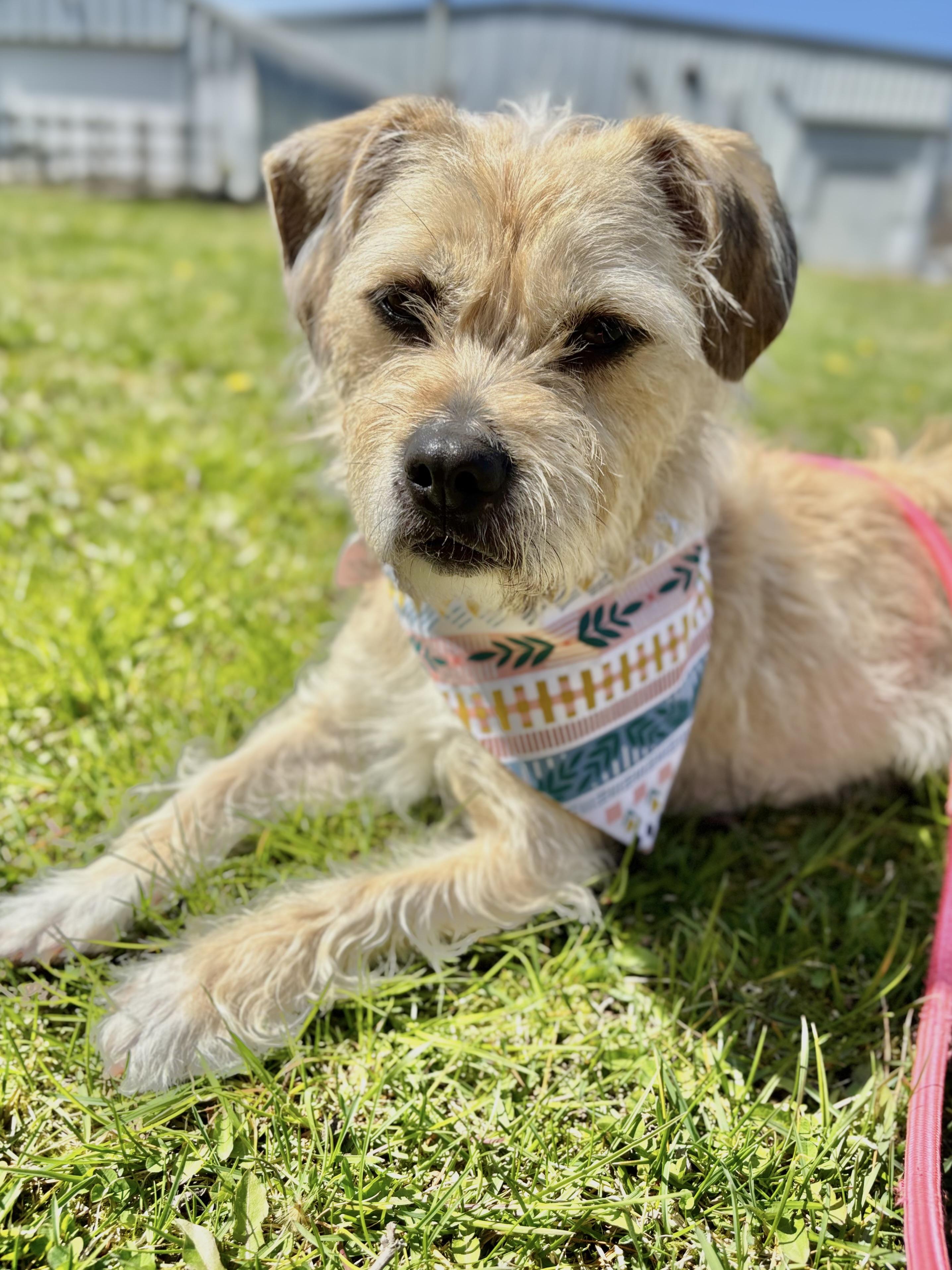 Enlarge Sandy, a ADOPTABLE mixed breed in Edgewood, MD image 1/6