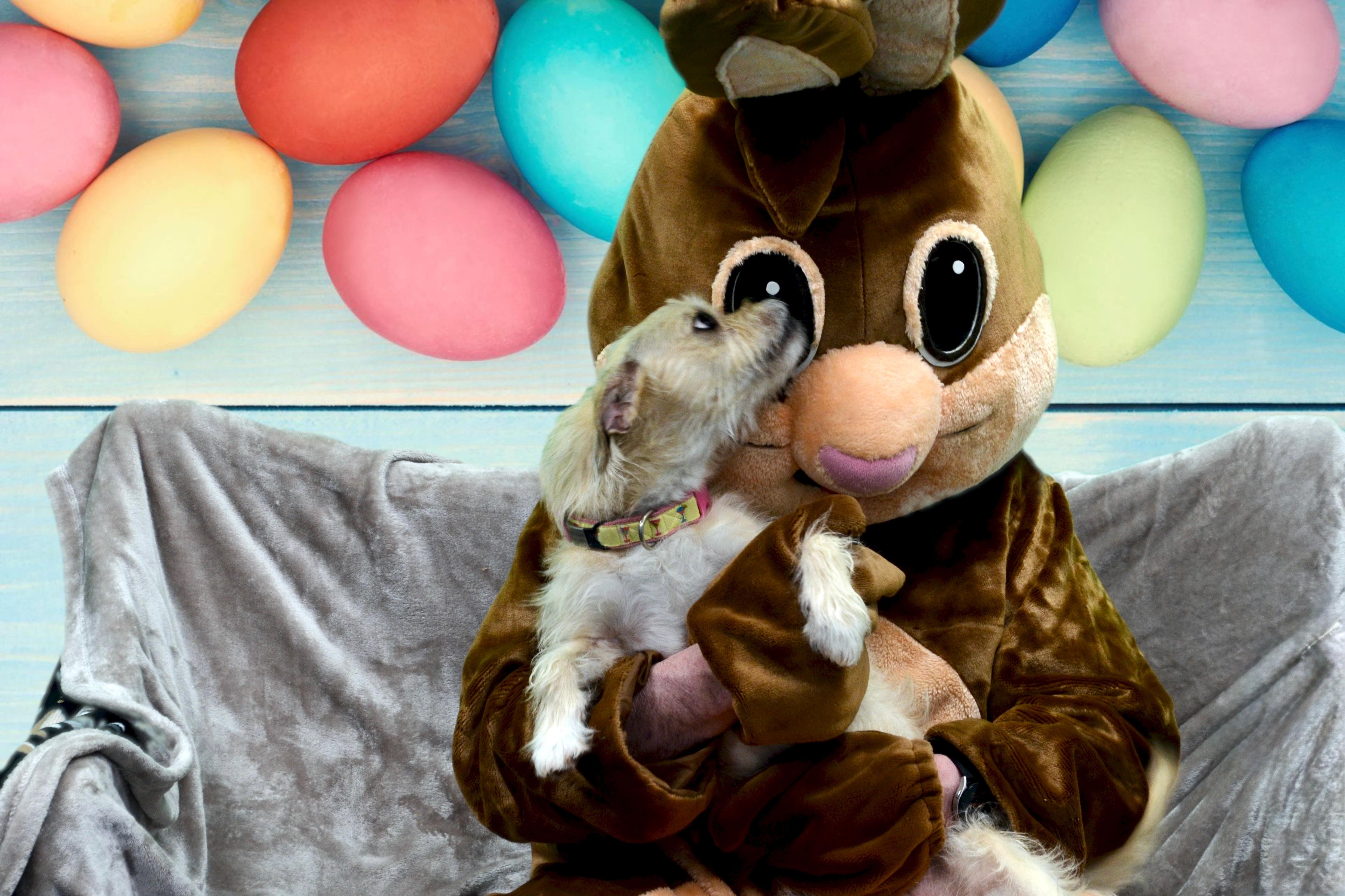 Enlarge Sandy, a ADOPTABLE mixed breed in Edgewood, MD image 5/6