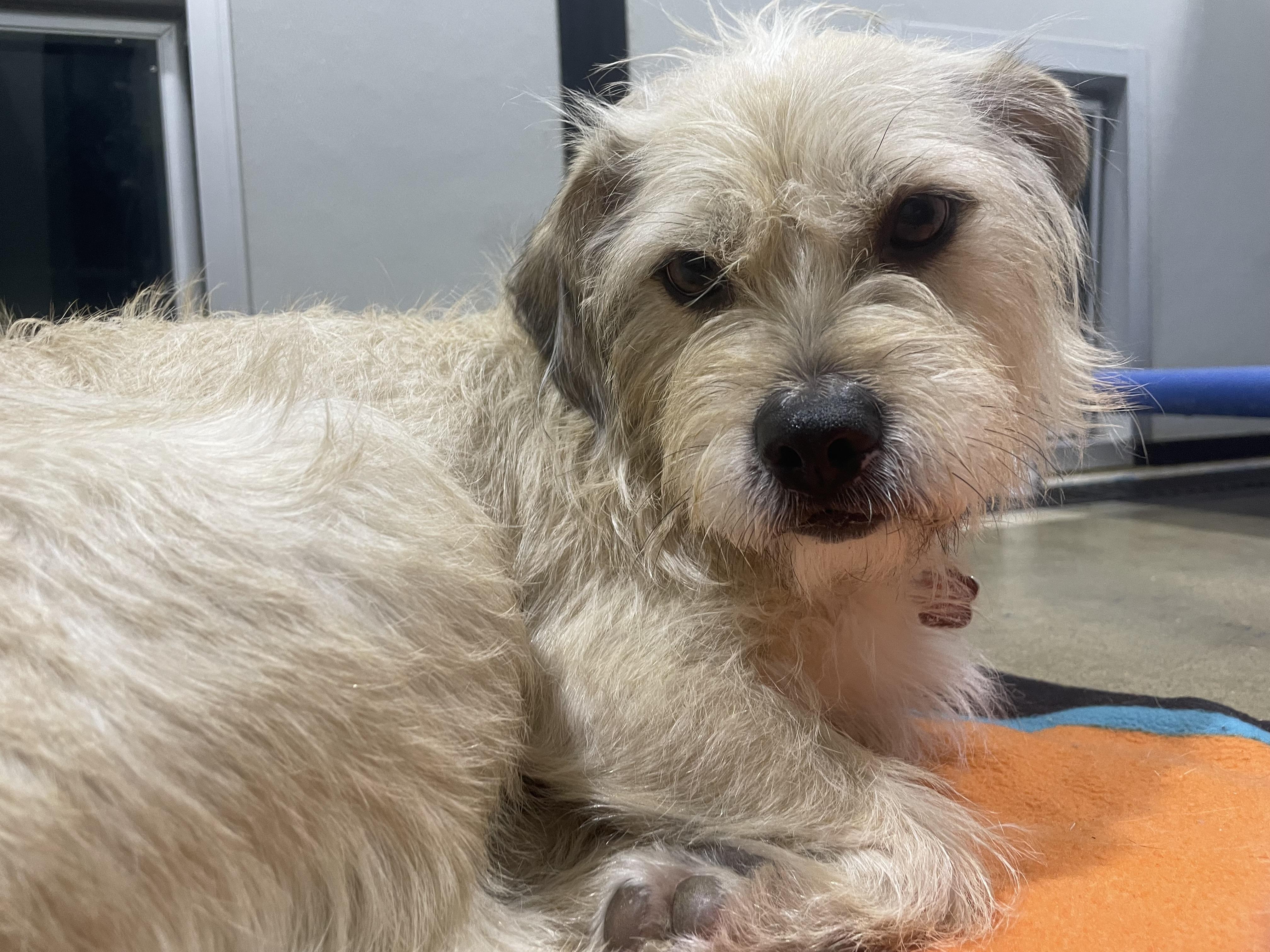 Enlarge Sandy, a ADOPTABLE mixed breed in Edgewood, MD image 3/6