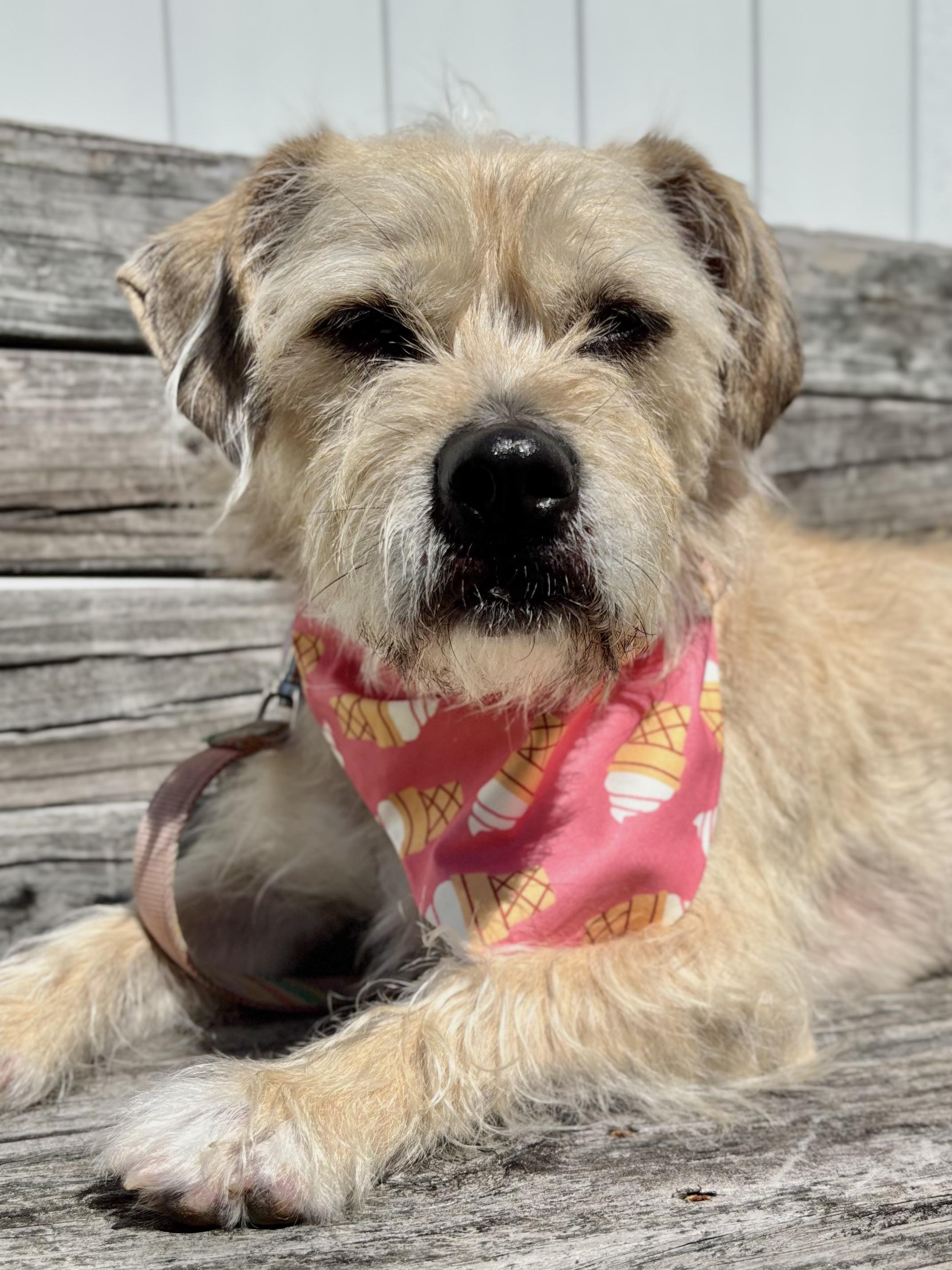 Enlarge Sandy, a ADOPTABLE mixed breed in Edgewood, MD image 6/6
