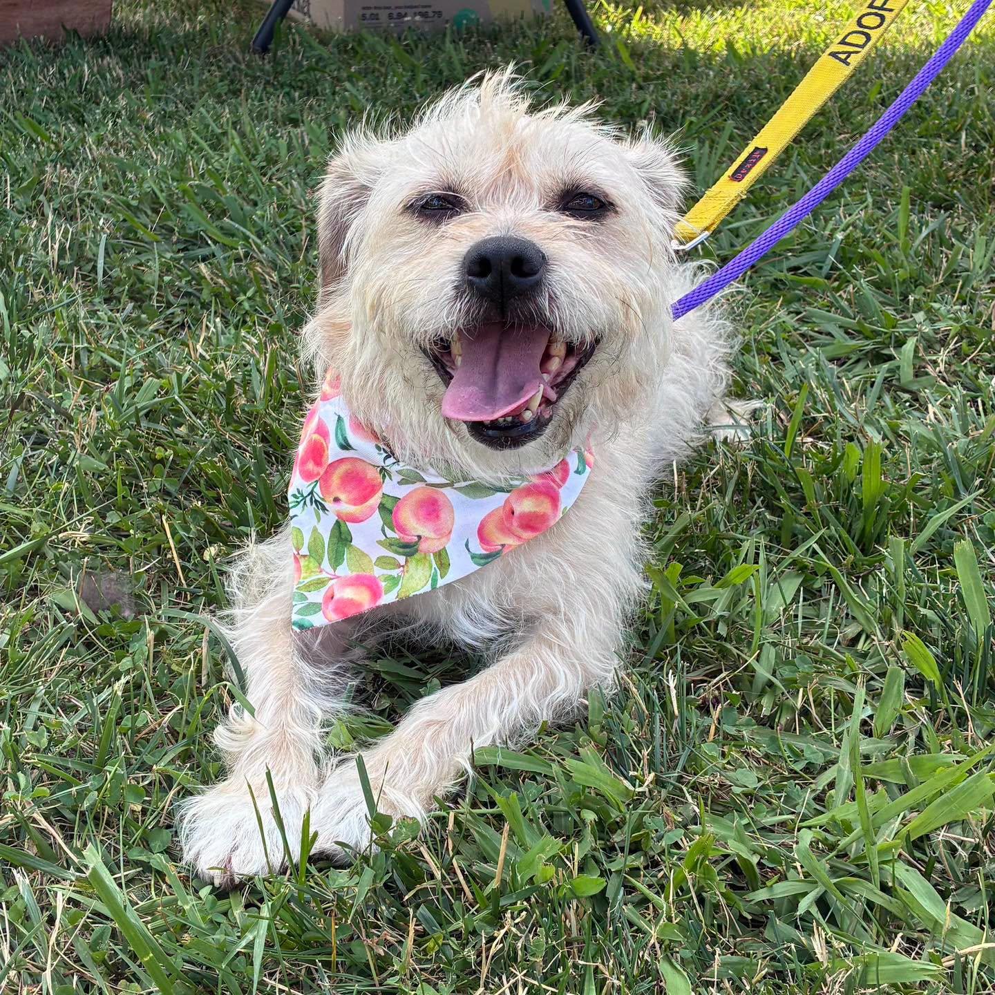 Enlarge Sandy, a ADOPTABLE mixed breed in Edgewood, MD image 1/6