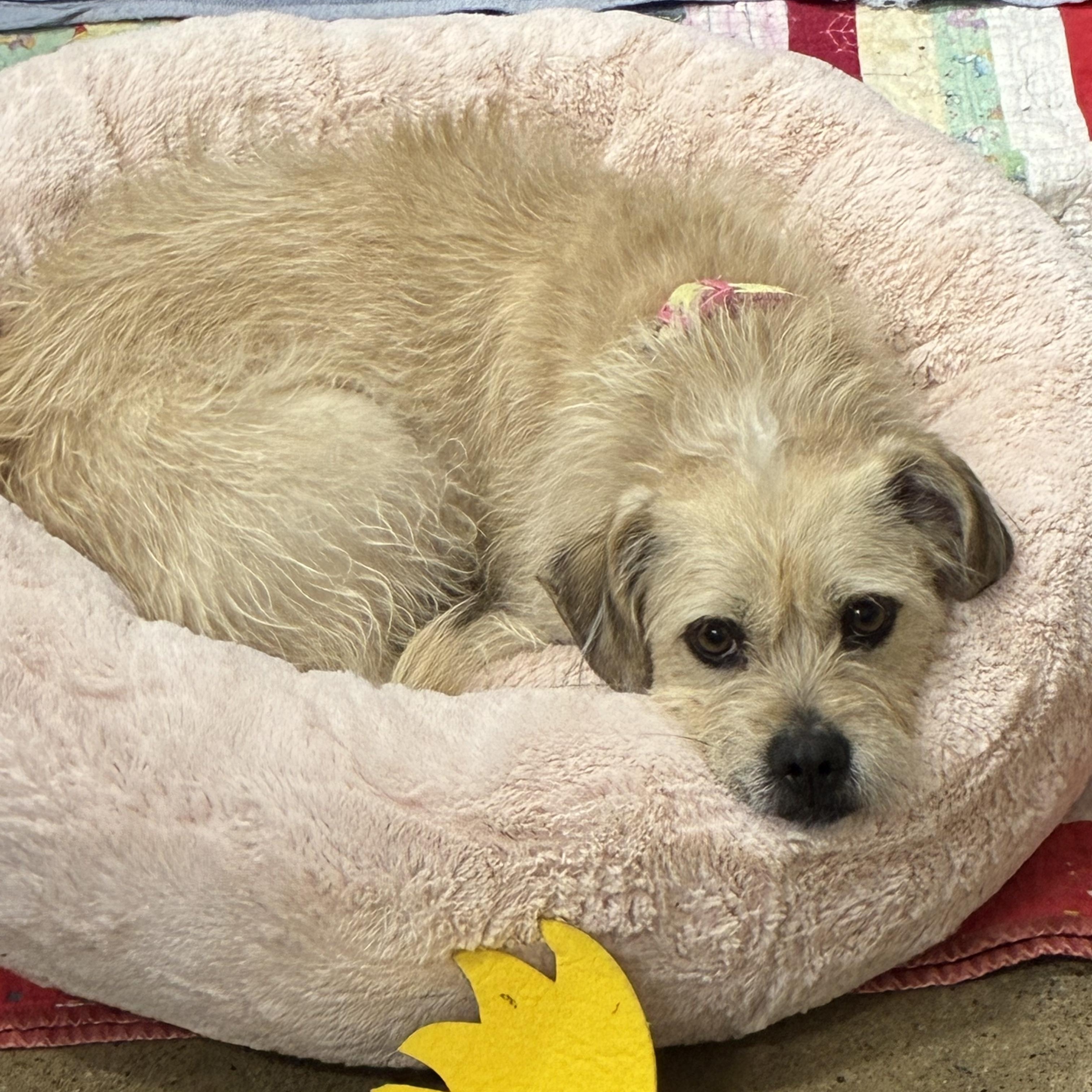 Enlarge Sandy, a ADOPTABLE mixed breed in Edgewood, MD image 4/6