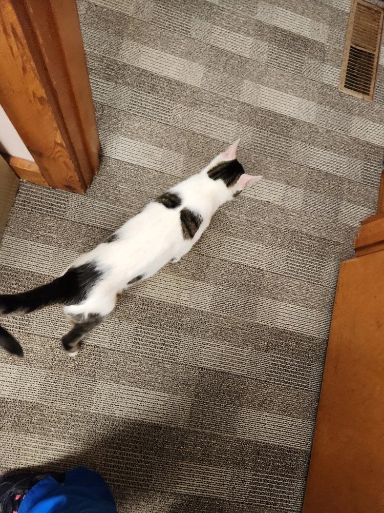 Reba, Adoptable, Young Female Domestic Short Hair.