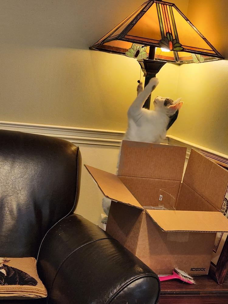 Enlarge Reba, a Adoptable mixed breed in Oakville, CT image 2/4