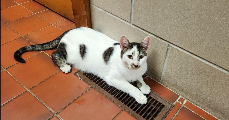 Enlarge Reba, a Adoptable mixed breed in Oakville, CT image 3/4