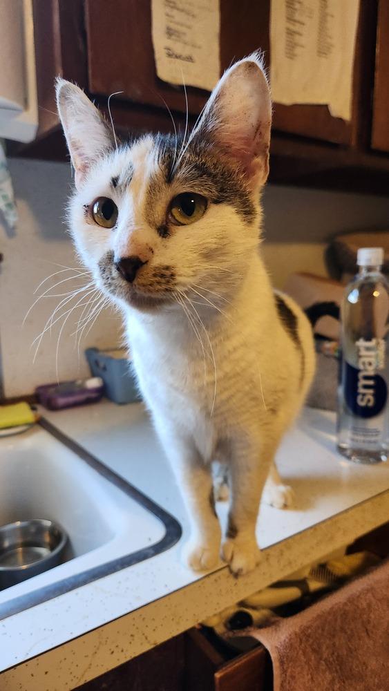 Enlarge Reba, a Adoptable mixed breed in Oakville, CT image 4/4